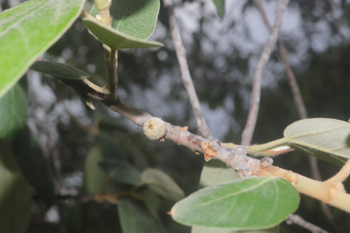 Ficus mollis Vahl